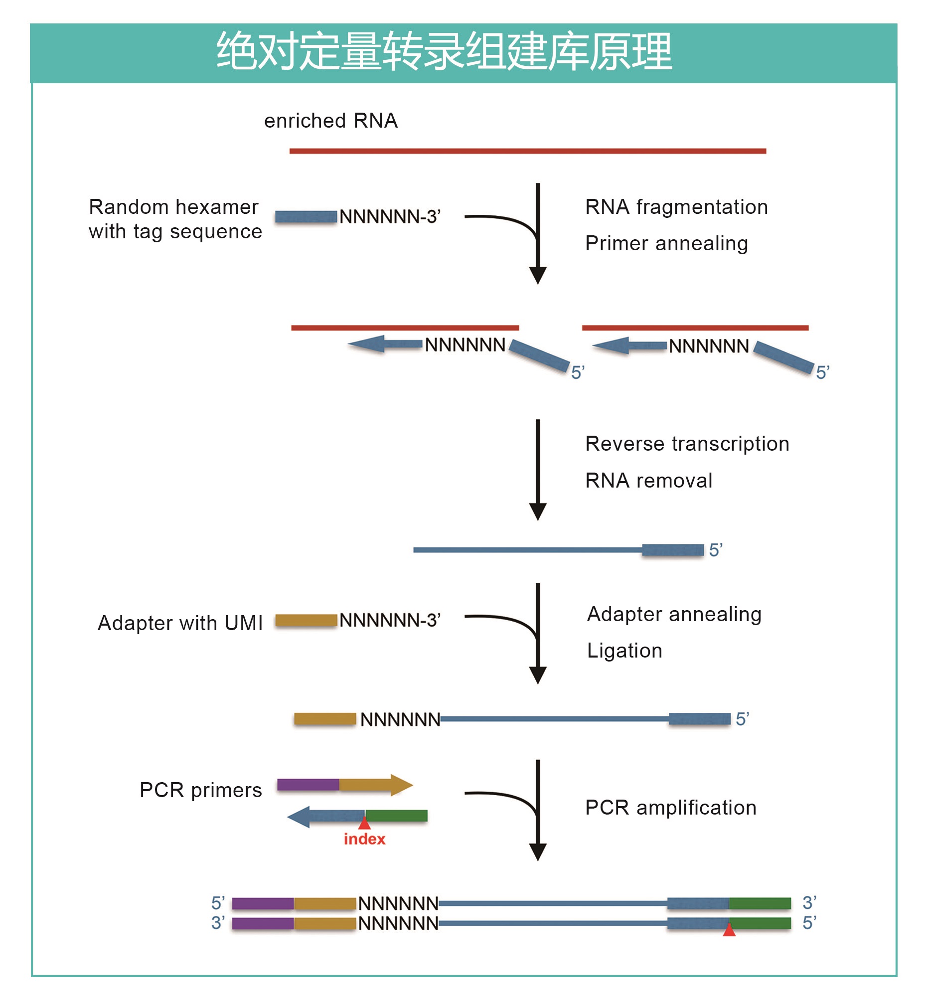 绝对定量转录组建库原理