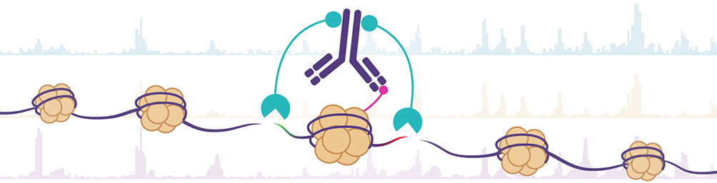 Antibody-Based Tagmentation Notes